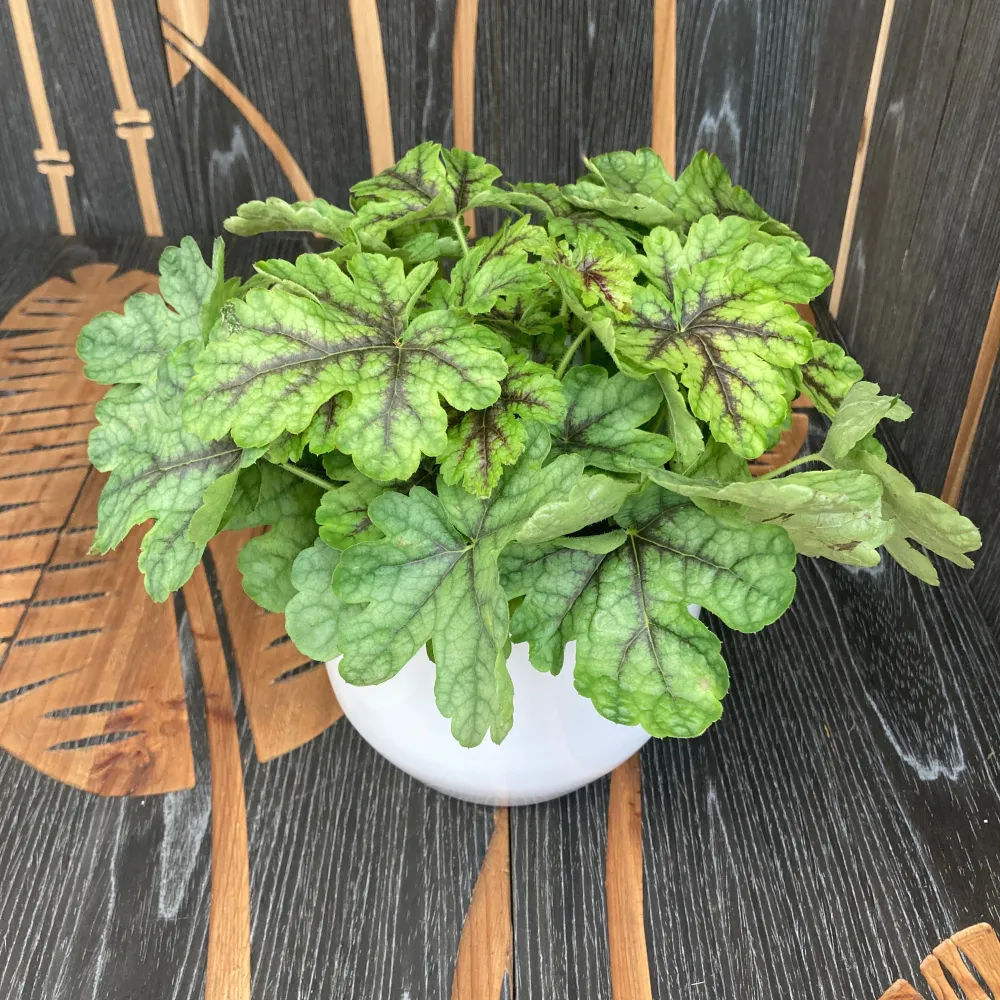 Heuchera ‘Green Fizz’