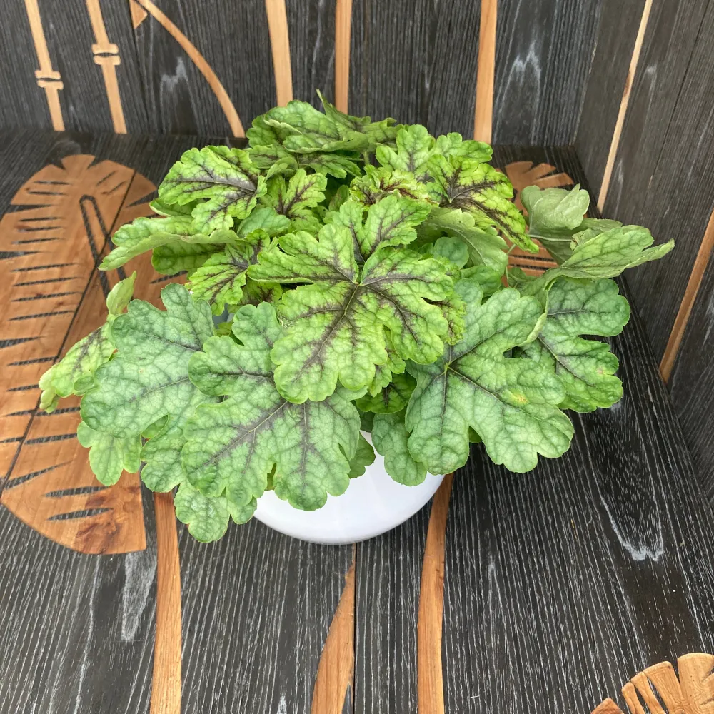 Heuchera ‘Green Fizz’