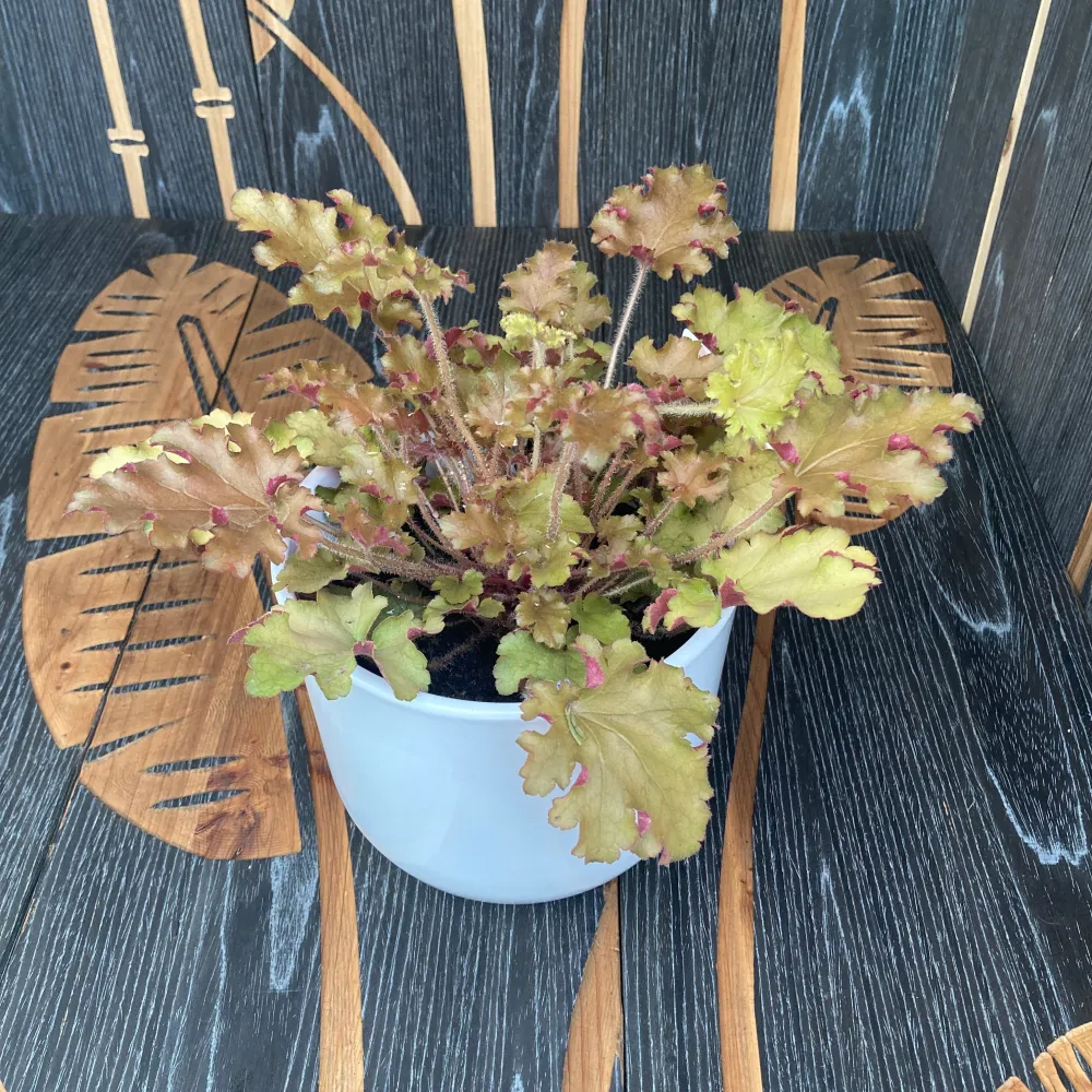 Heuchera ‘Marmelade’