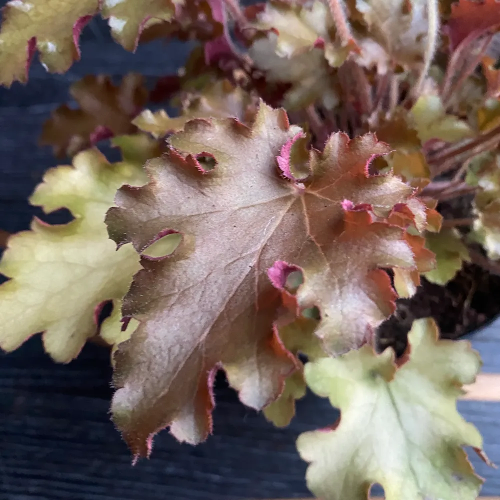 Heuchera ‘Marmelade’