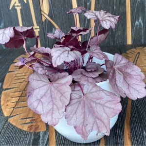 Heuchera ‘Pink Panther’