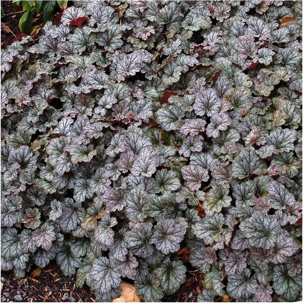Heuchera Quicksilver