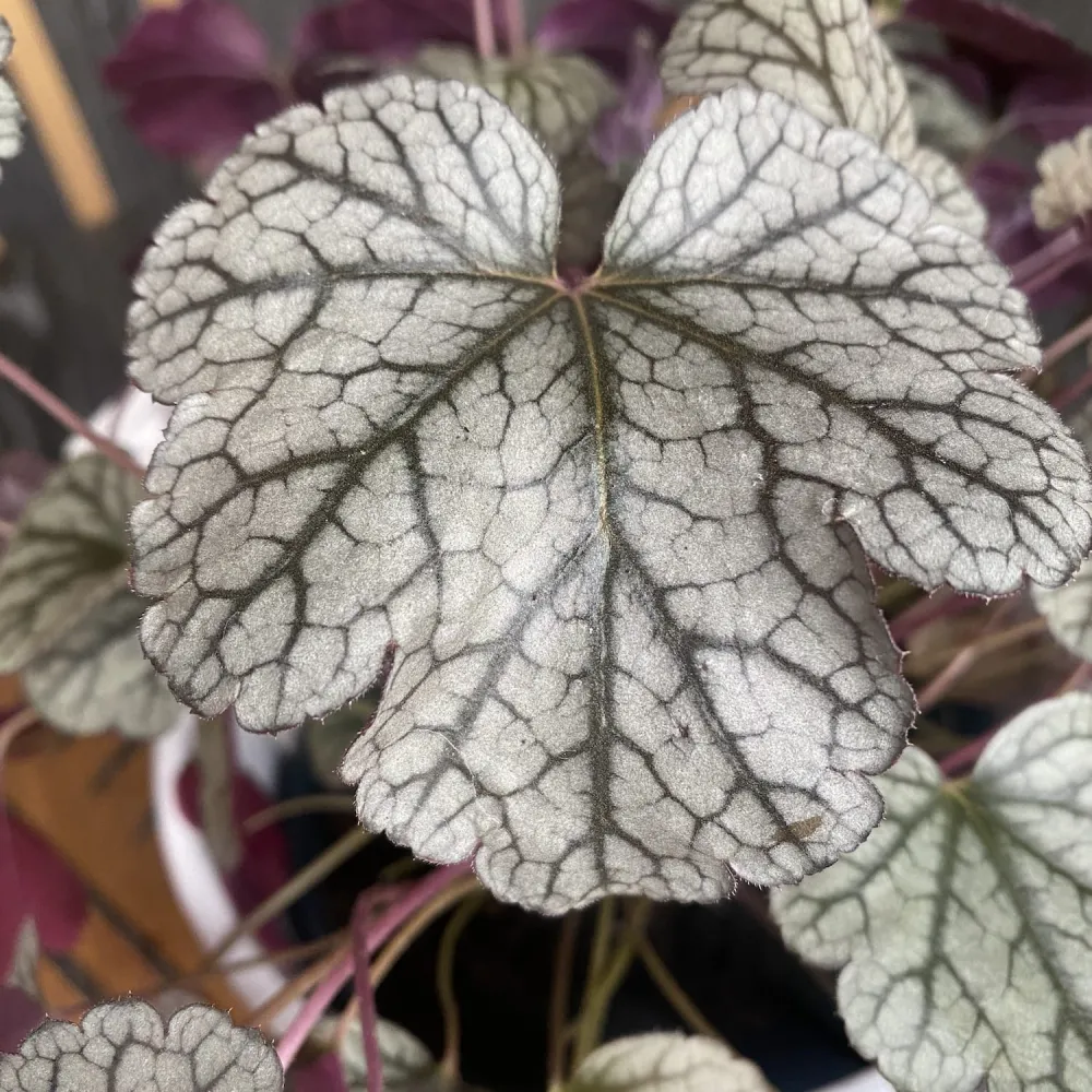 Heuchera 'Silver Scrolls'