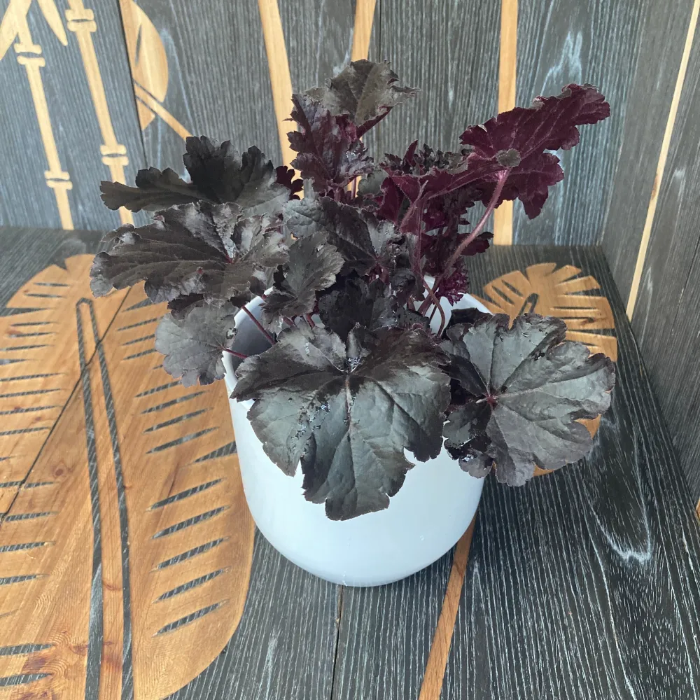 Heuchera ‘Timeless Night’