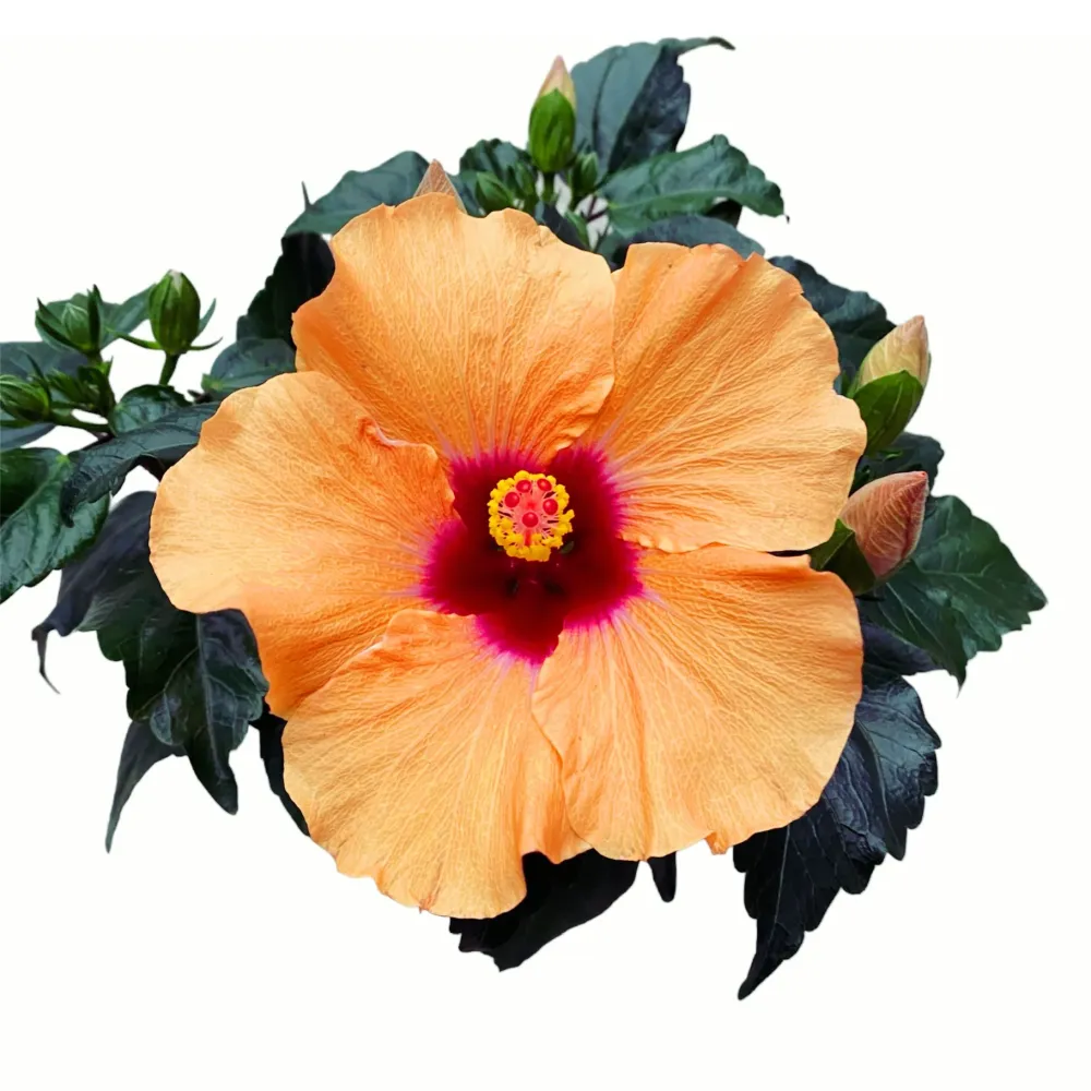 Hibiscus 'Adonicus Apricot'- flori XL