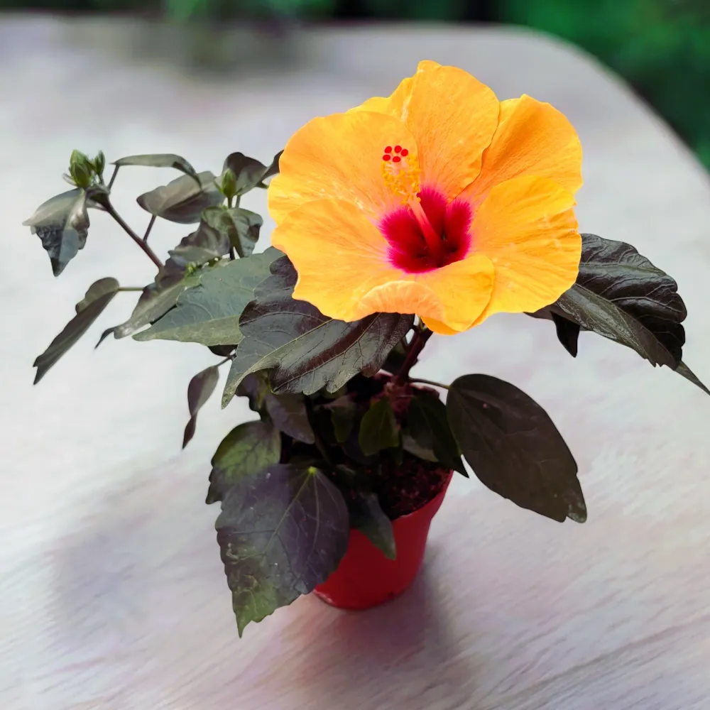 Hibiscus 'Adonicus Apricot'- flori XL