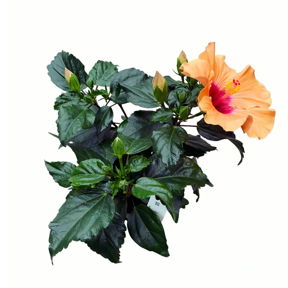Hibiscus 'Adonicus Apricot'- flori XL