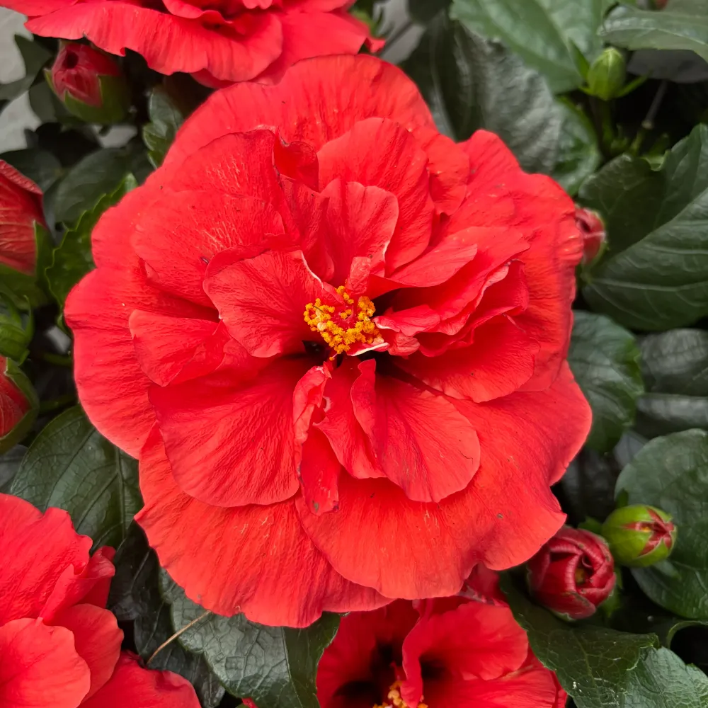 Hibiscus Adonicus 'Double Orange'- flori duble XL (2-3 plante/ghiveci)
