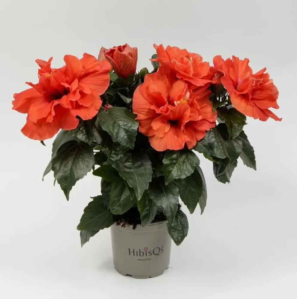 Hibiscus Adonicus 'Double Orange'- flori duble XL (2-3 plante/ghiveci)