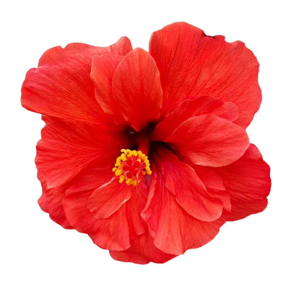 Hibiscus Adonicus 'Double Orange'- flori duble XL (2-3 plante/ghiveci)