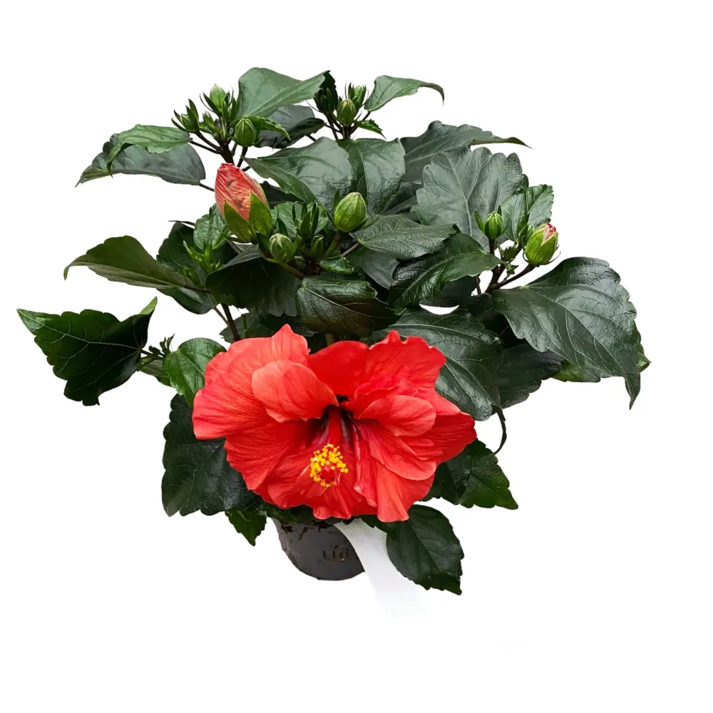 Hibiscus Adonicus 'Double Orange'- flori duble XL (2-3 plante/ghiveci)