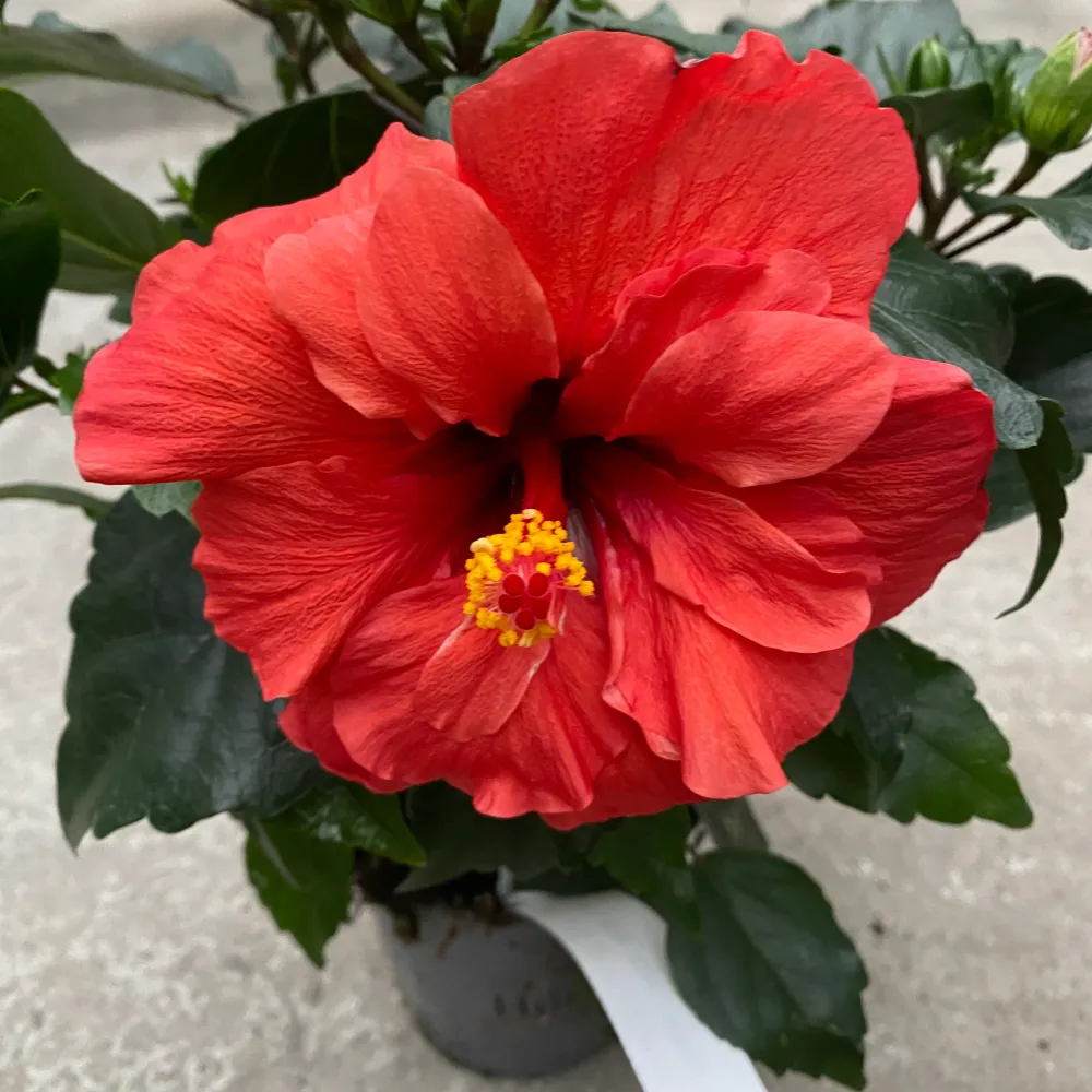 Hibiscus Adonicus 'Double Orange'- flori duble XL (2-3 plante/ghiveci)