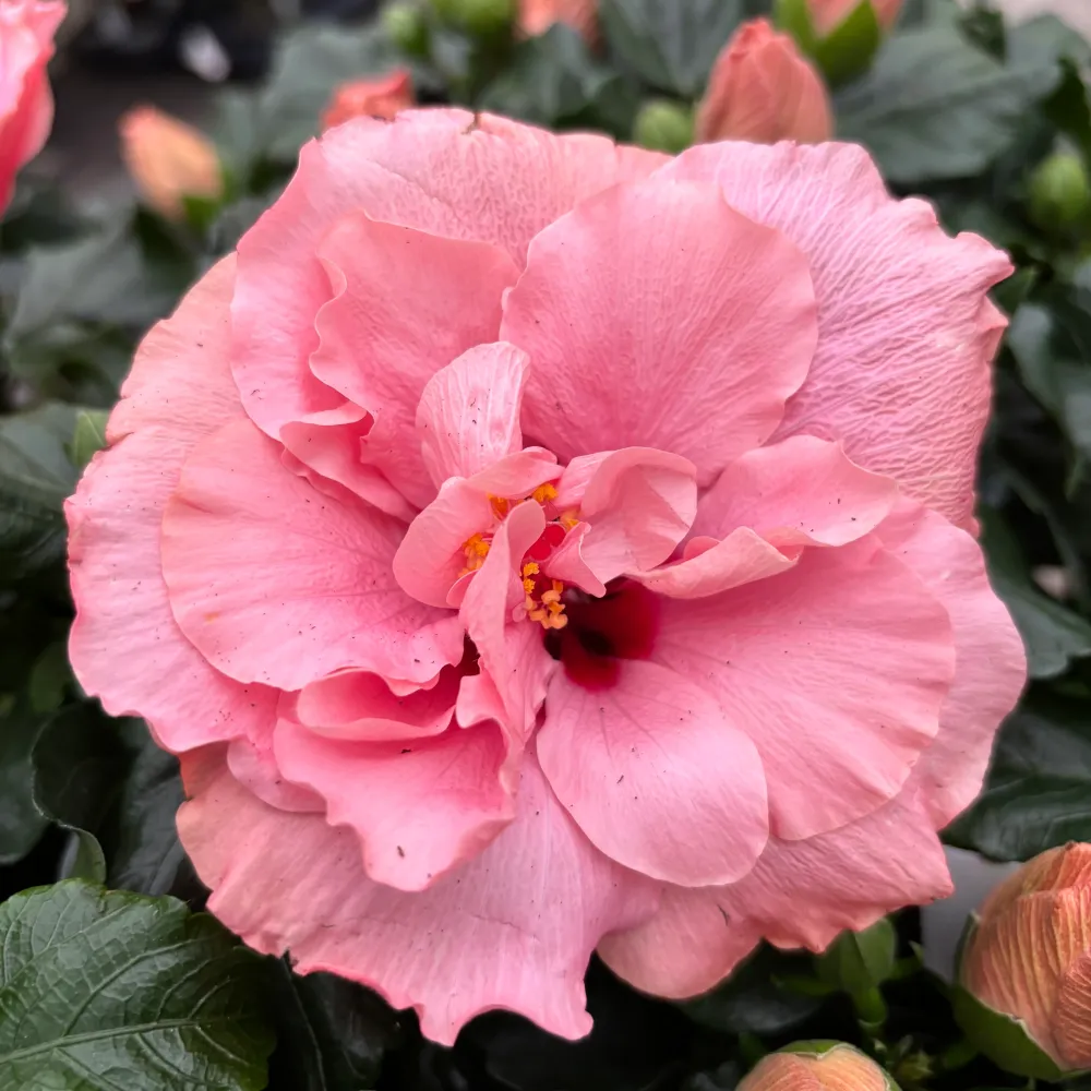 Hibiscus Adonicus 'Double Rosa'- flori duble XL (1 planta/ ghiveci)