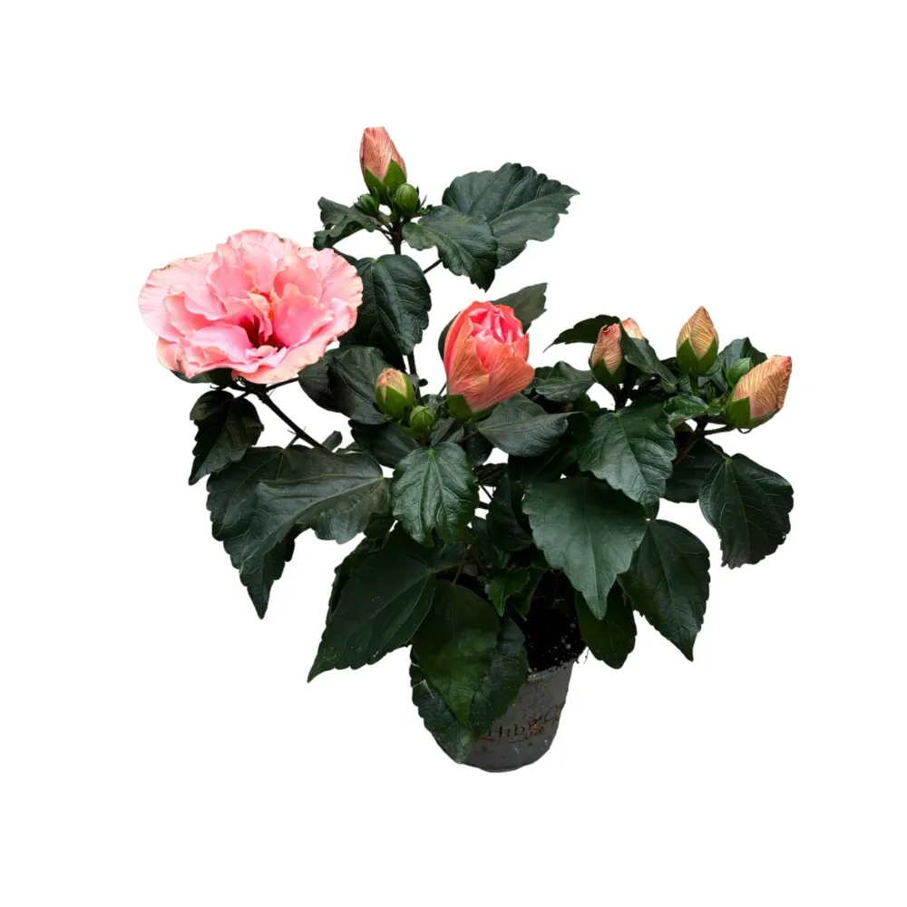 Hibiscus Adonicus 'Double Rosa'- flori duble XL (1 planta/ ghiveci)