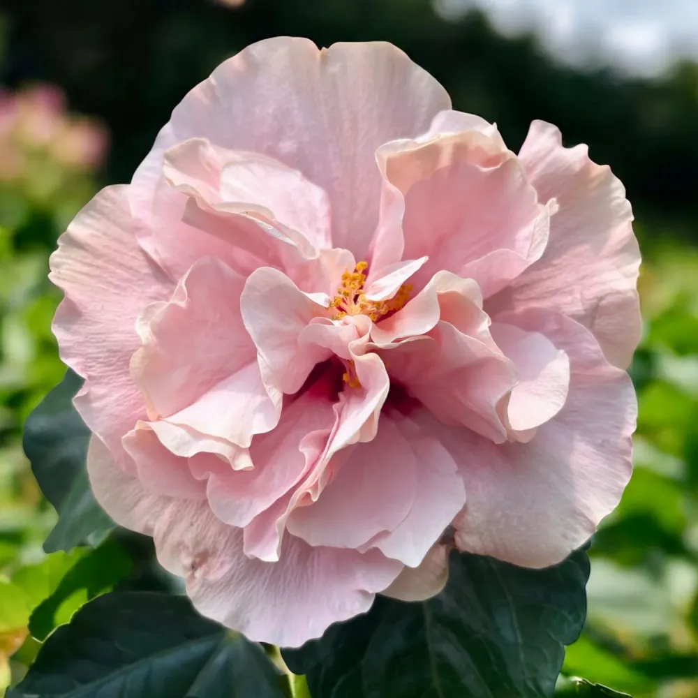 Hibiscus Adonicus 'Double Rosa'- flori duble XL (1 planta/ ghiveci)