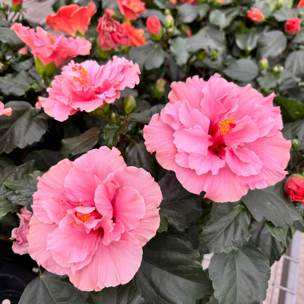 Hibiscus Adonicus 'Double Rosa'- flori duble XL (1 planta/ ghiveci)