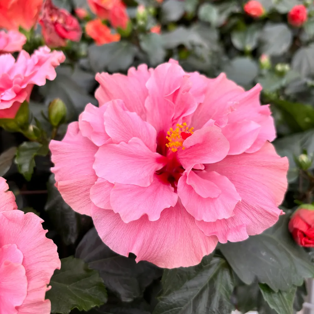 Hibiscus Adonicus 'Double Rosa'- flori duble XL (1 planta/ ghiveci)
