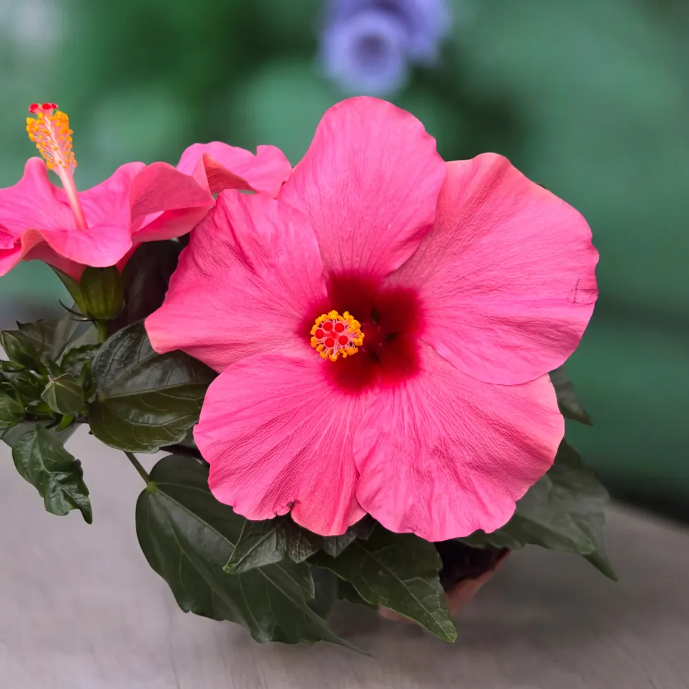 Hibiscus 'Adonicus Pink'- flori XL (2 plante/ghiveci)
