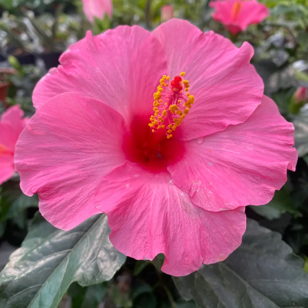 Hibiscus 'Adonicus Pink'- flori XL (2 plante/ghiveci)