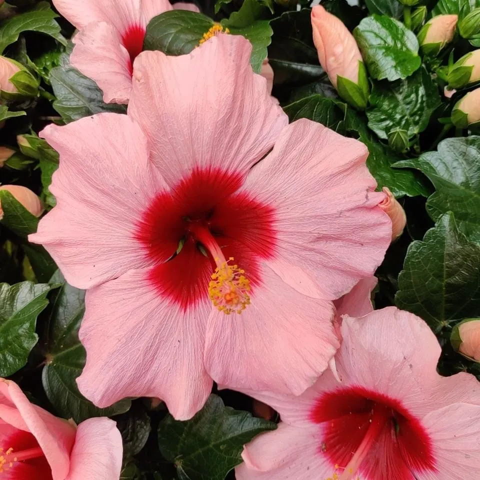Hibiscus 'Adonicus Rosa'- flori XL (2-3 plante/ghiveci)