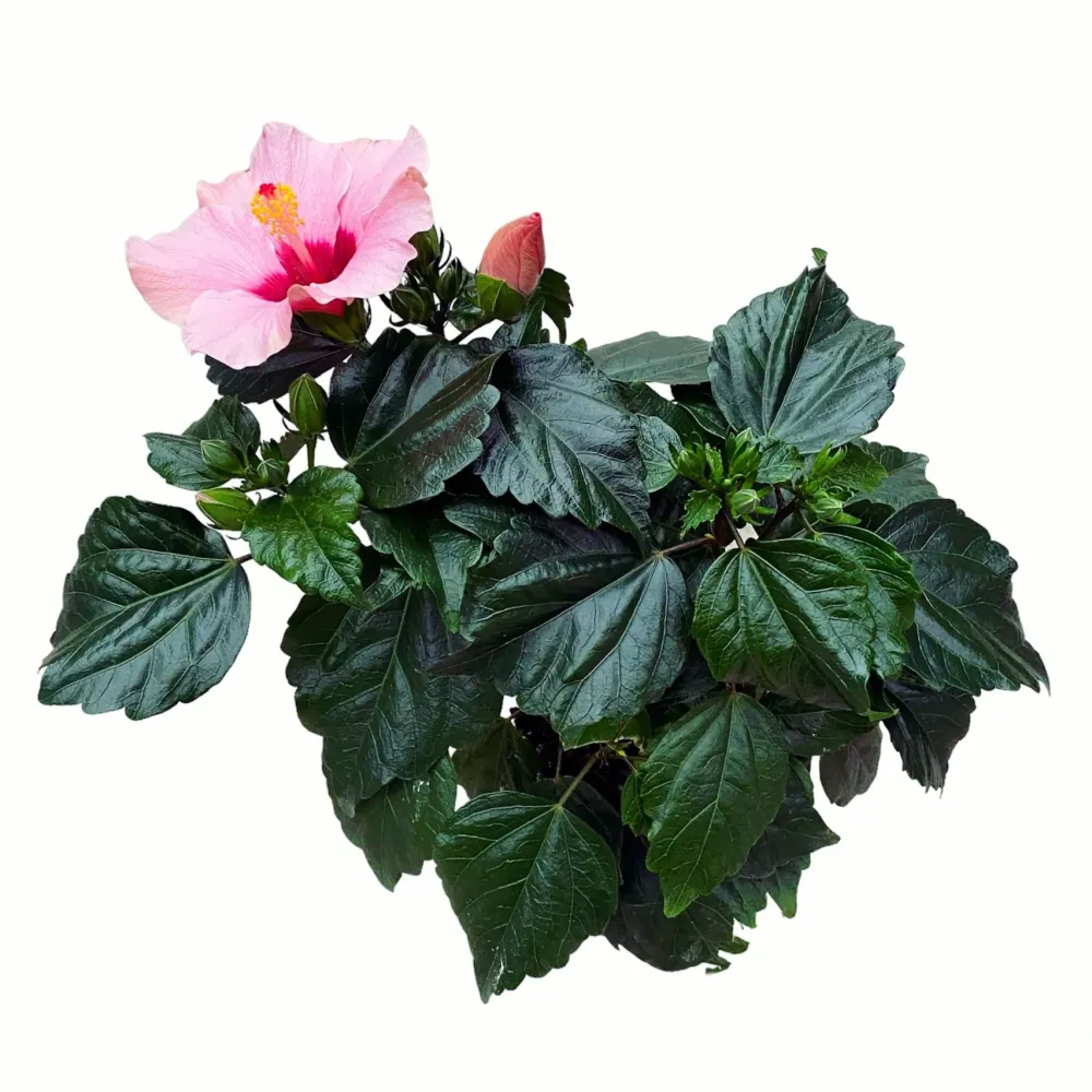 Hibiscus 'Adonicus Rosa'- flori XL (2-3 plante/ghiveci)