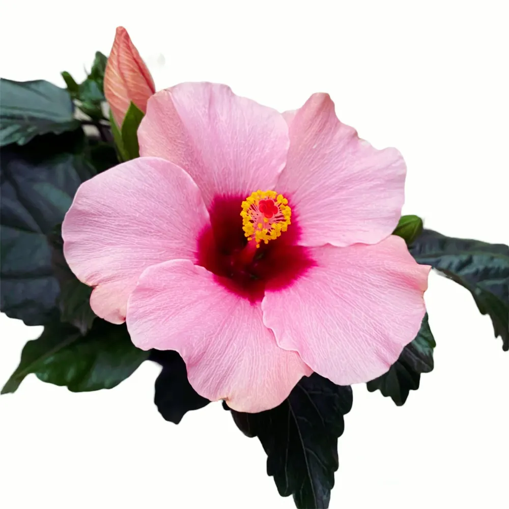 Hibiscus 'Adonicus Rosa'- flori XL (2-3 plante/ghiveci)