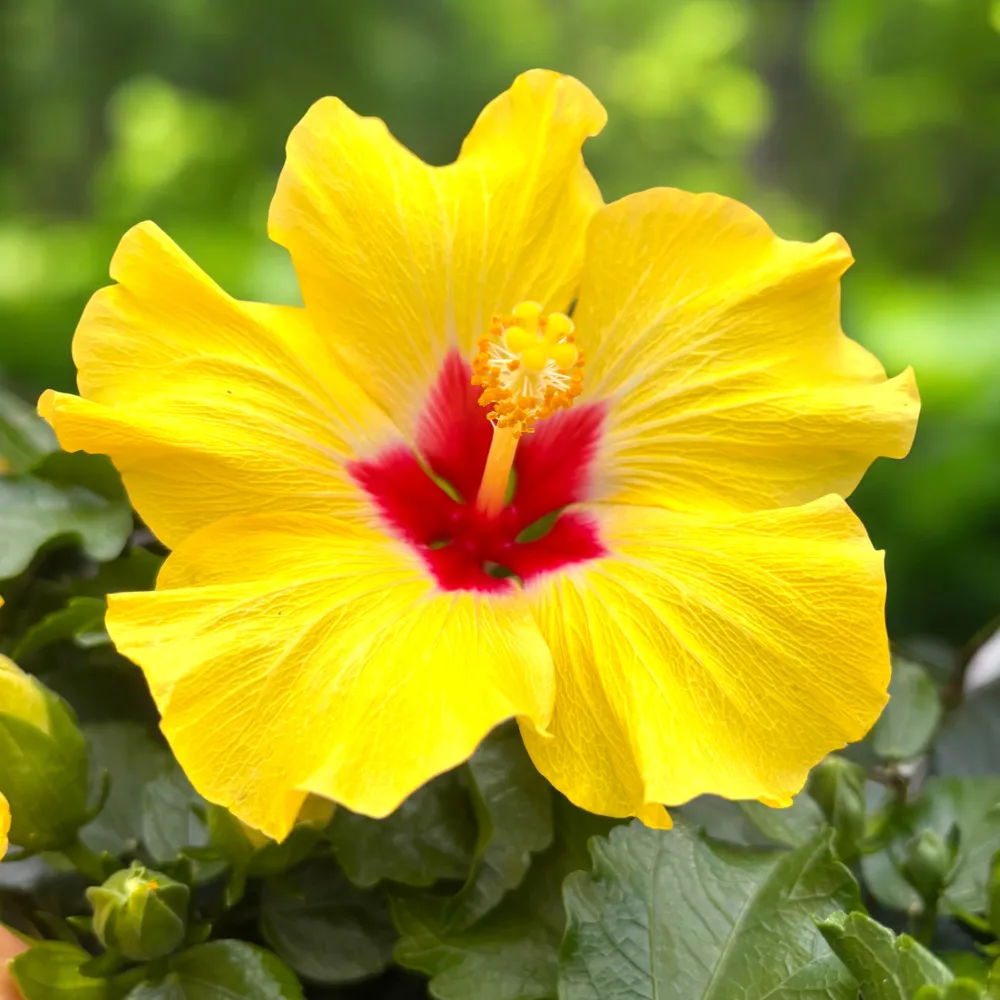 Hibiscus 'Adonicus Yellow'- flori XL