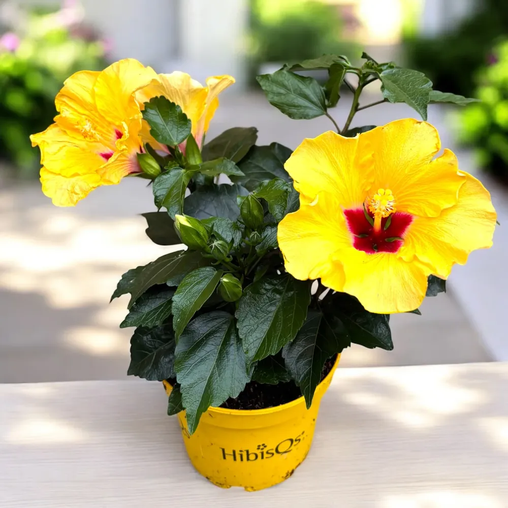 Hibiscus 'Adonicus Yellow'- flori XL