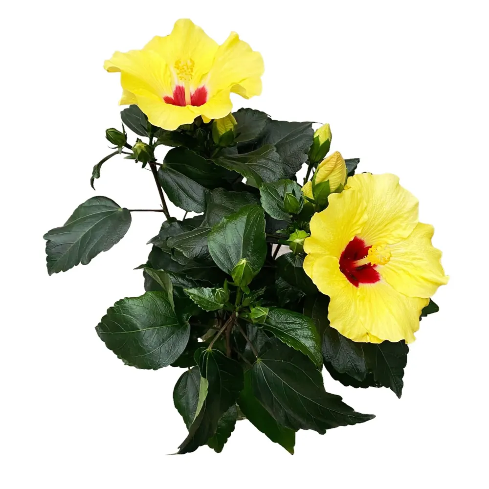 Hibiscus 'Adonicus Yellow'- flori XL