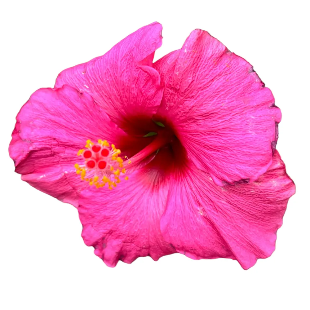 Hibiscus 'Adonis'- exemplare XL 2-3pp