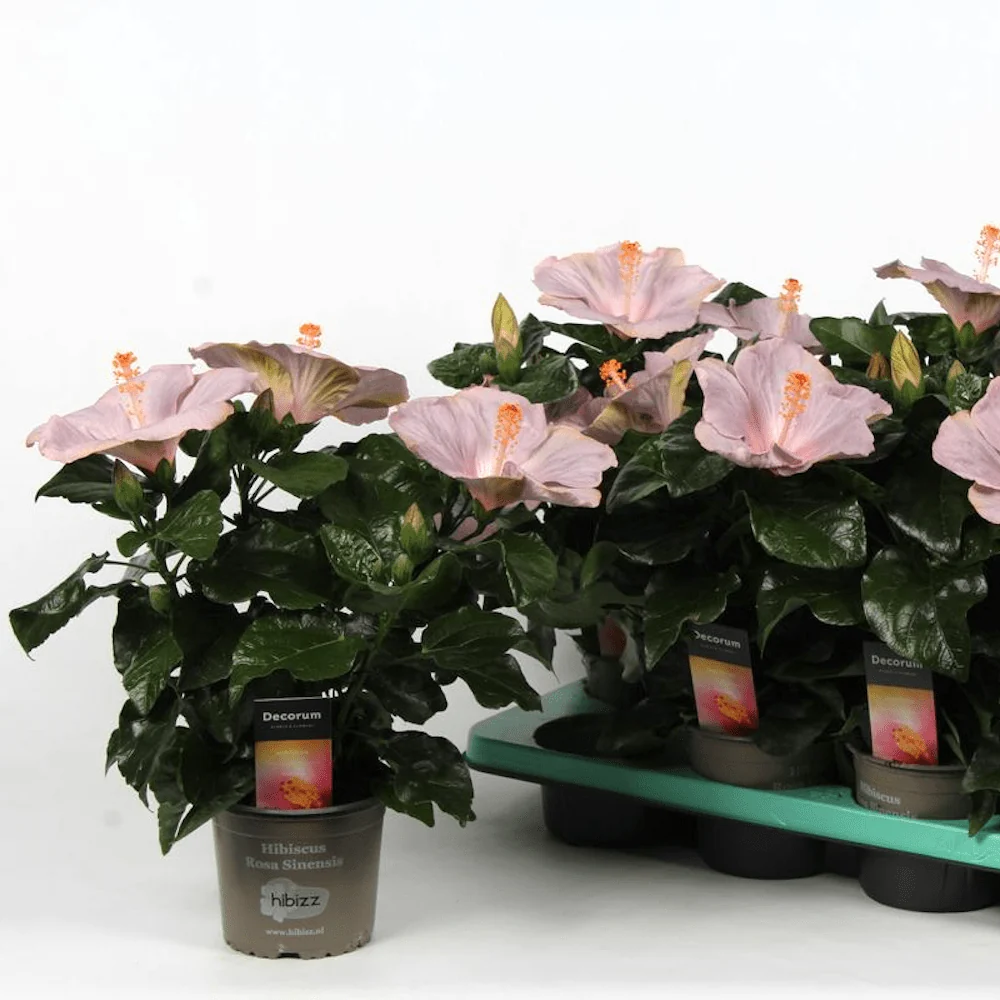 Hibiscus 'Ametist' (2 plante/ghiveci)
