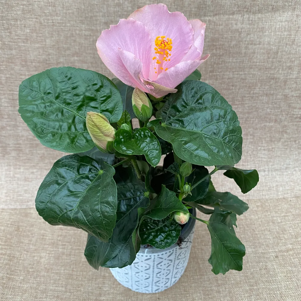 Hibiscus 'Ametist' (2 plante/ghiveci)