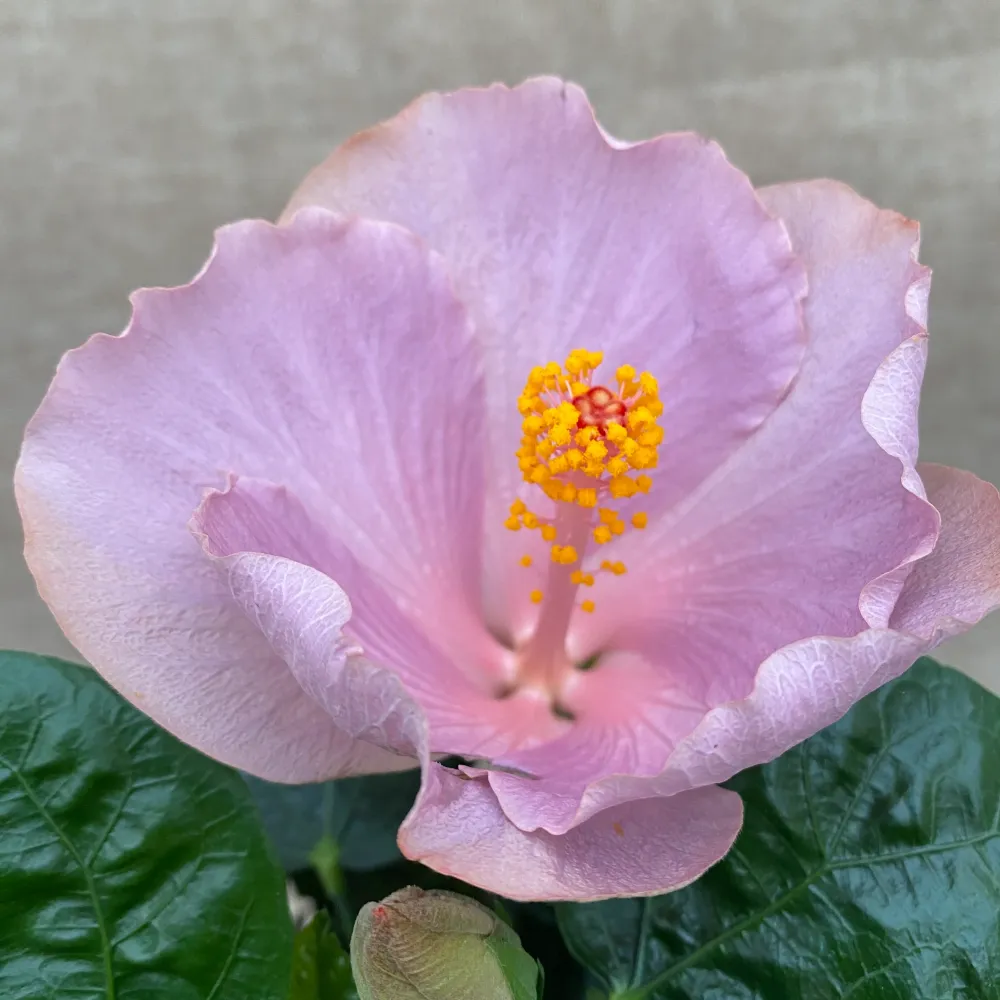 Hibiscus 'Ametist' (2 plante/ghiveci)