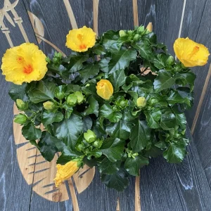 Hibiscus Aura Yellow XXL - 4 plante/ghiveci