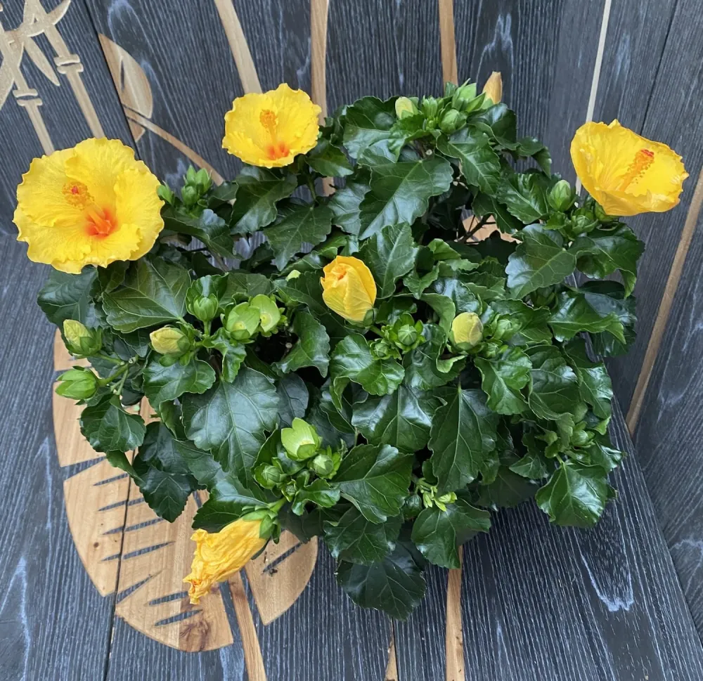 Hibiscus Aura Yellow XXL - 4 plante/ghiveci