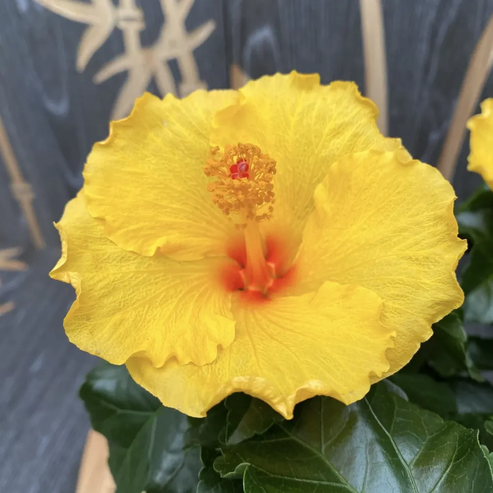 Hibiscus Aura Yellow XXL - 4 plante/ghiveci