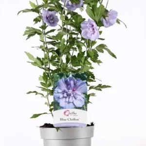 Hibiscus Blue Chiffon floarea dubla albastru deschis