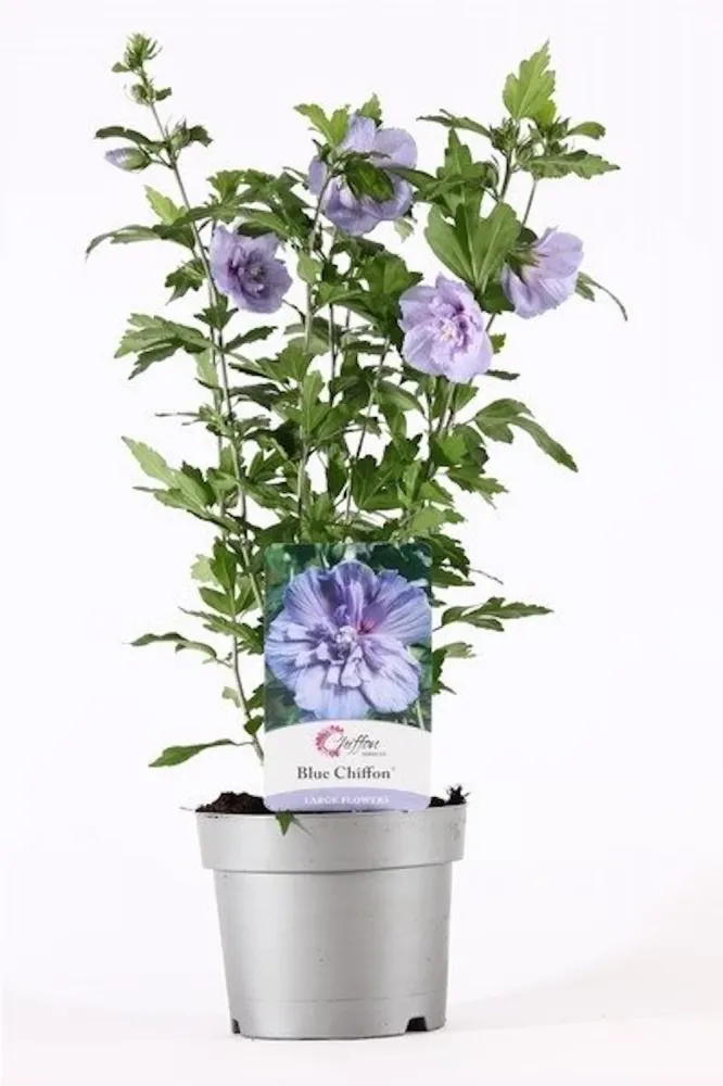 Hibiscus Blue Chiffon floarea dubla albastru deschis