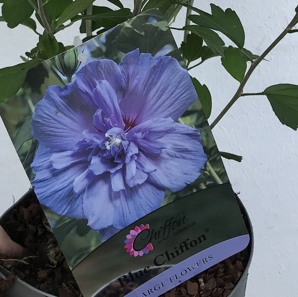 Hibiscus Blue Chiffon floarea dubla albastru deschis