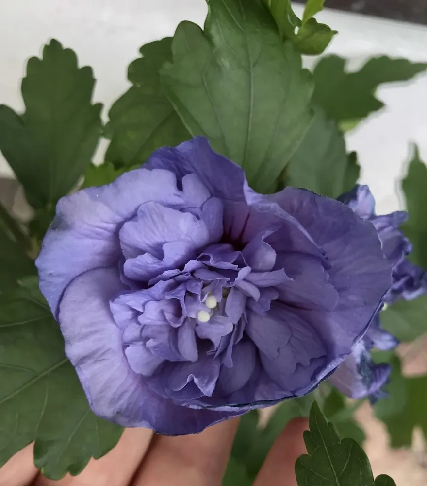 Hibiscus Blue Chiffon floarea dubla albastru deschis