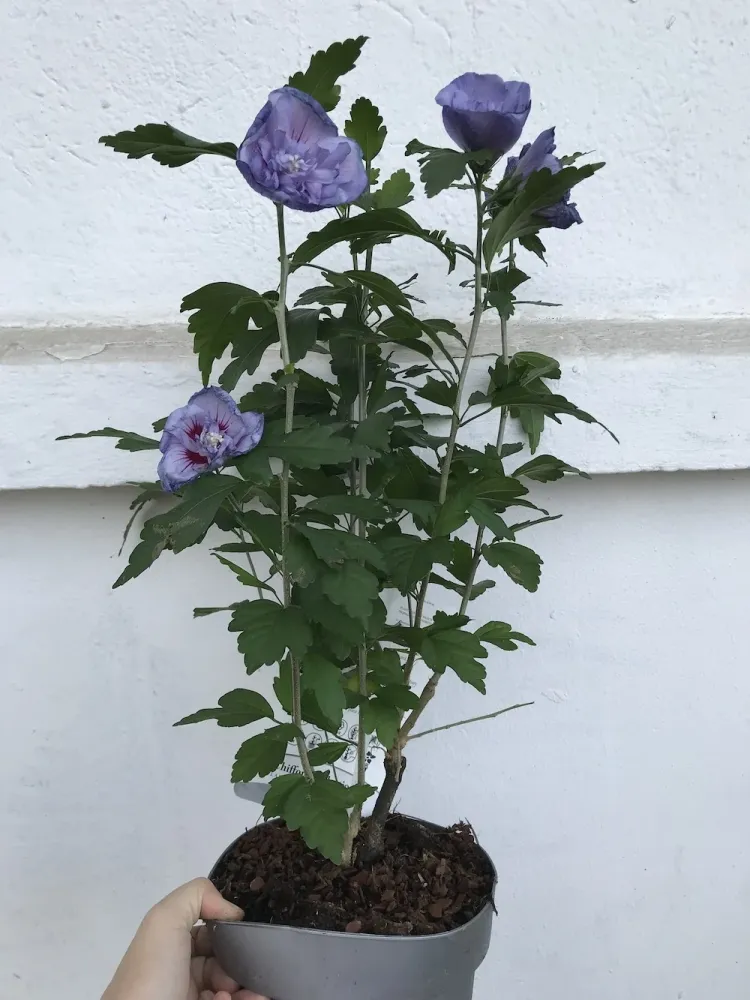 Hibiscus Blue Chiffon floarea dubla albastru deschis