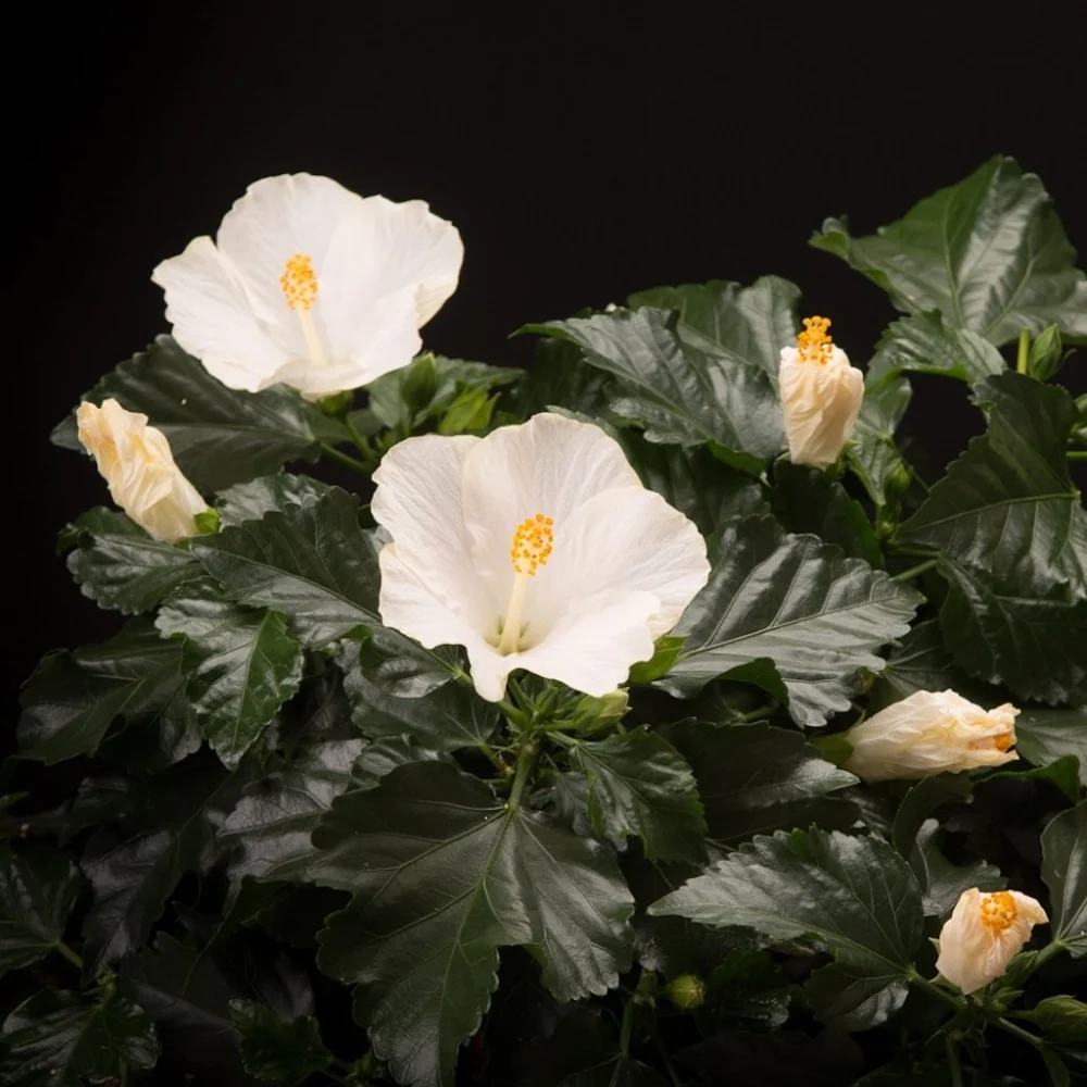 Hibiscus Bounty (2plante/ghiveci)