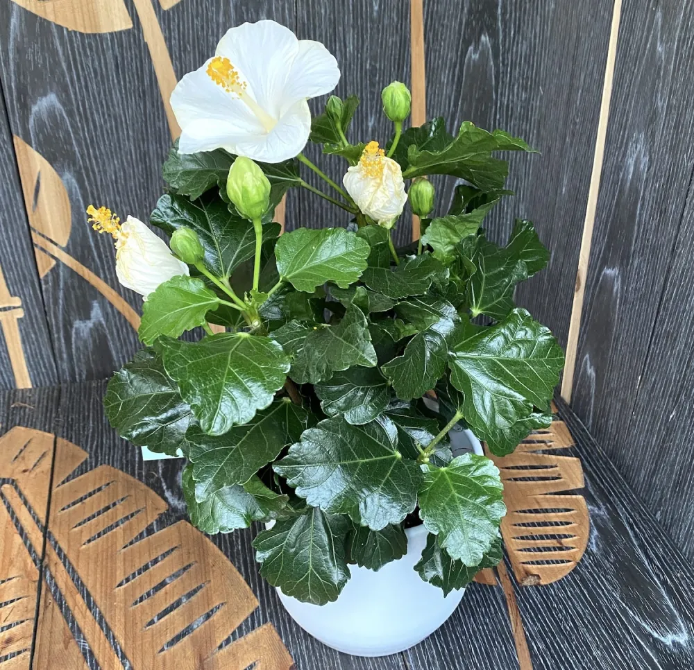 Hibiscus Bounty (2plante/ghiveci)