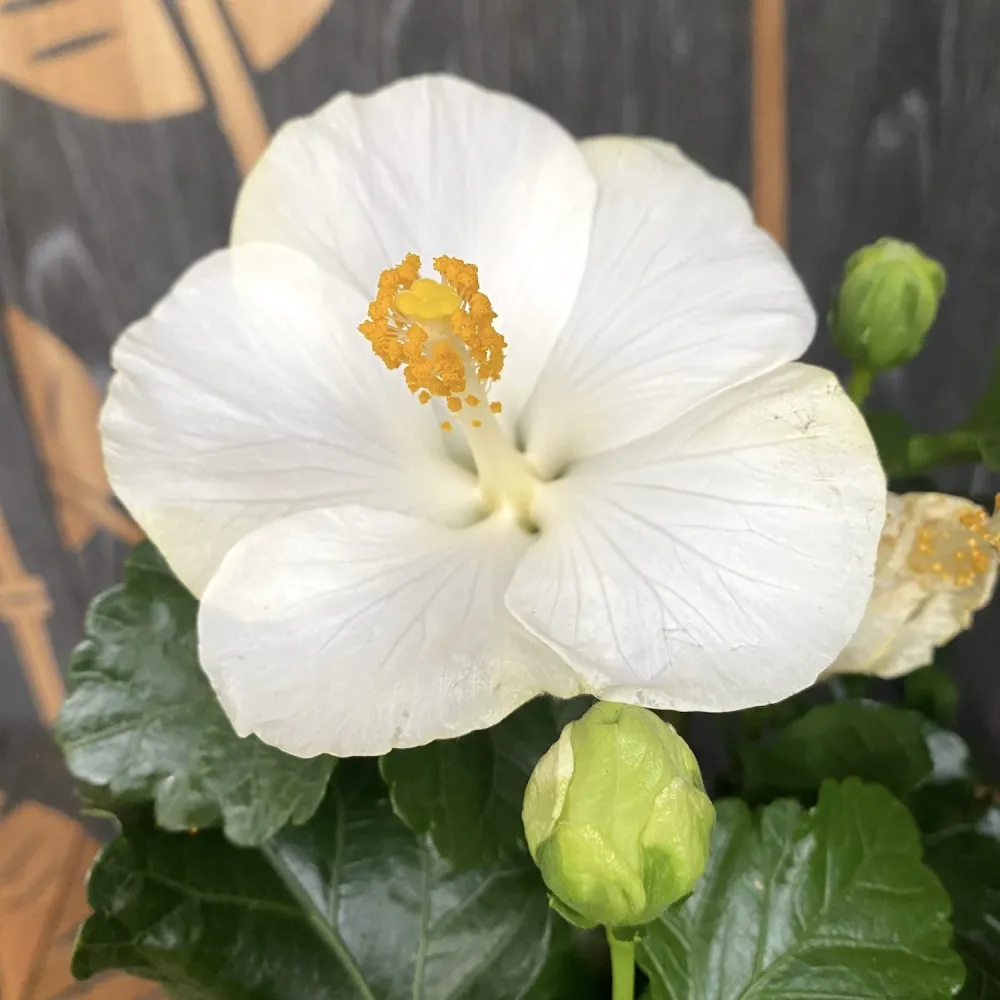 Hibiscus Bounty (2plante/ghiveci)
