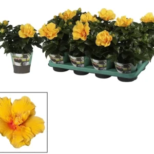 Hibiscus Brasil - Trandafir japonez cu flori duble, galbene