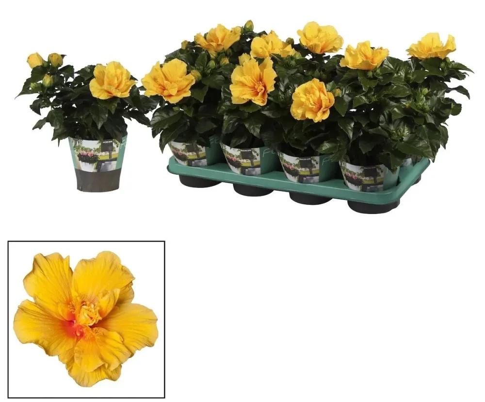 Hibiscus Brasil - Trandafir japonez cu flori duble, galbene