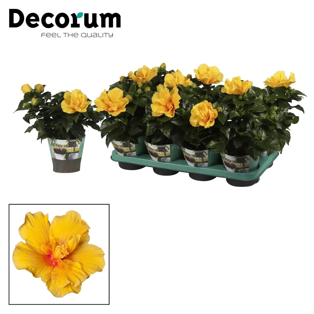 Hibiscus Brasil - Trandafir japonez cu flori duble, galbene
