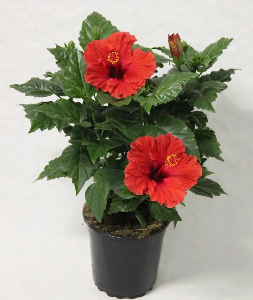 Hibiscus Fiore Grande Marseille - exemplare mari