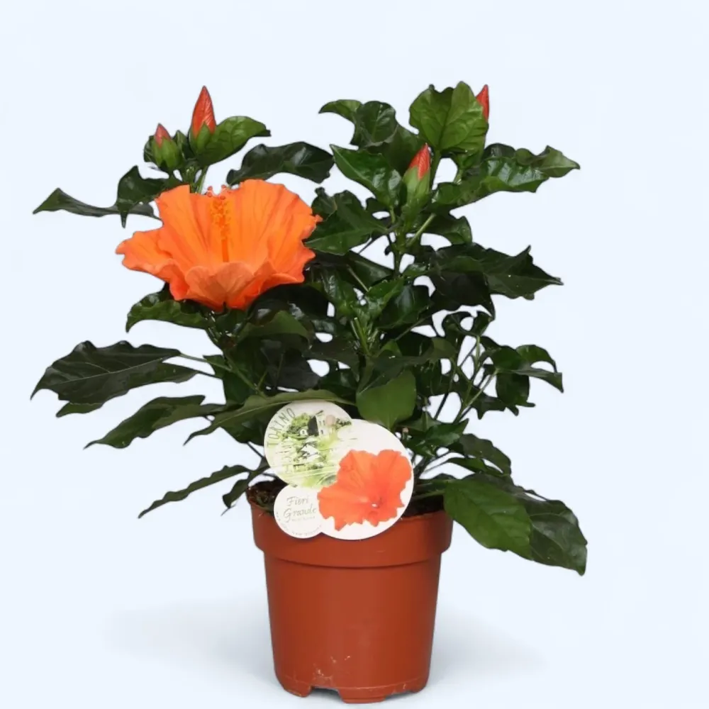 Hibiscus Fiori Grande Torino - trandafiri japonezi cu floarea mare portocalie