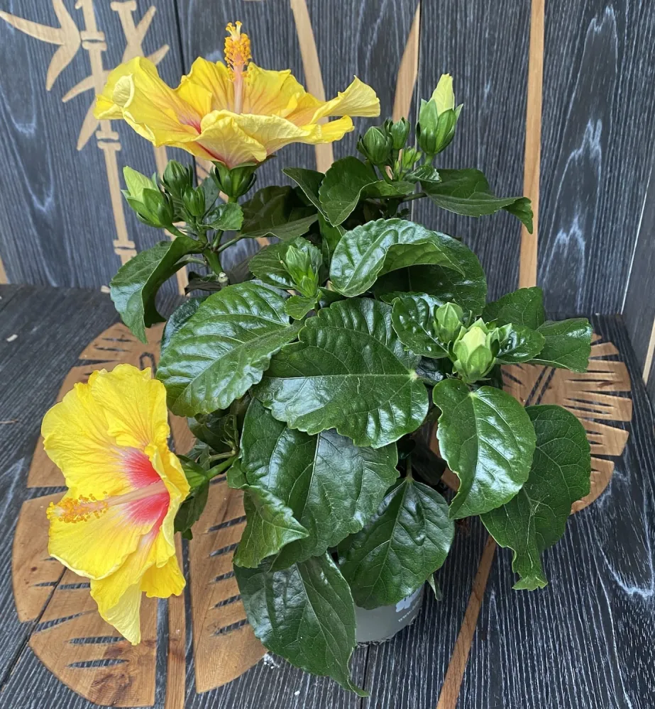 Hibiscus galben cu floarea mare (2plante/ghiveci)